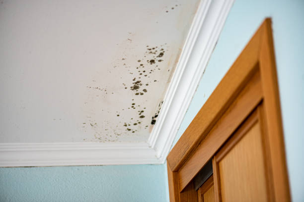 Best Commercial Mold Remediation in Cascade Chipita Park, CO